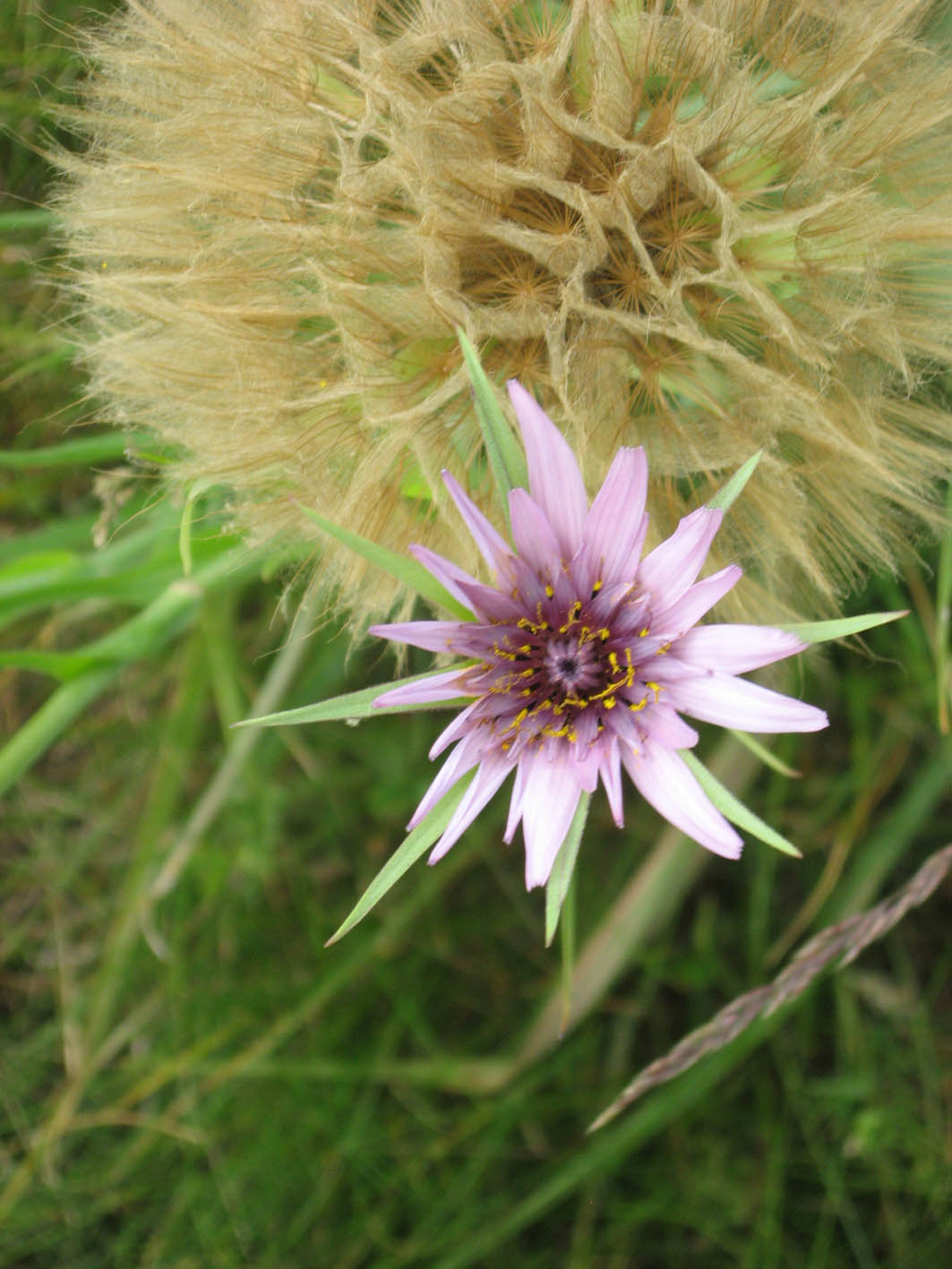 t pornifolius